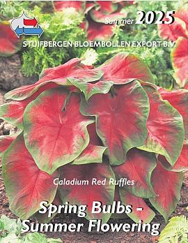 Spring bulbs, Summer flowering 2025