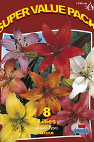 Lilium Asiatic Mix 20x6